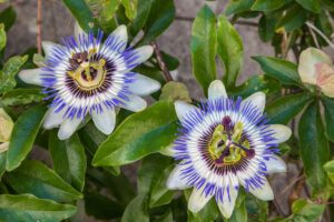 Passionsblume selber ziehen – Schritt für Schritt Anleitung