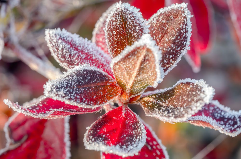 Pflanzen kälteresistenter machen – So funktioniert’s