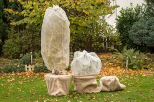 Terrassenpflanzen überwintern – 3 Tipps Terrassenpflanzen überwintern