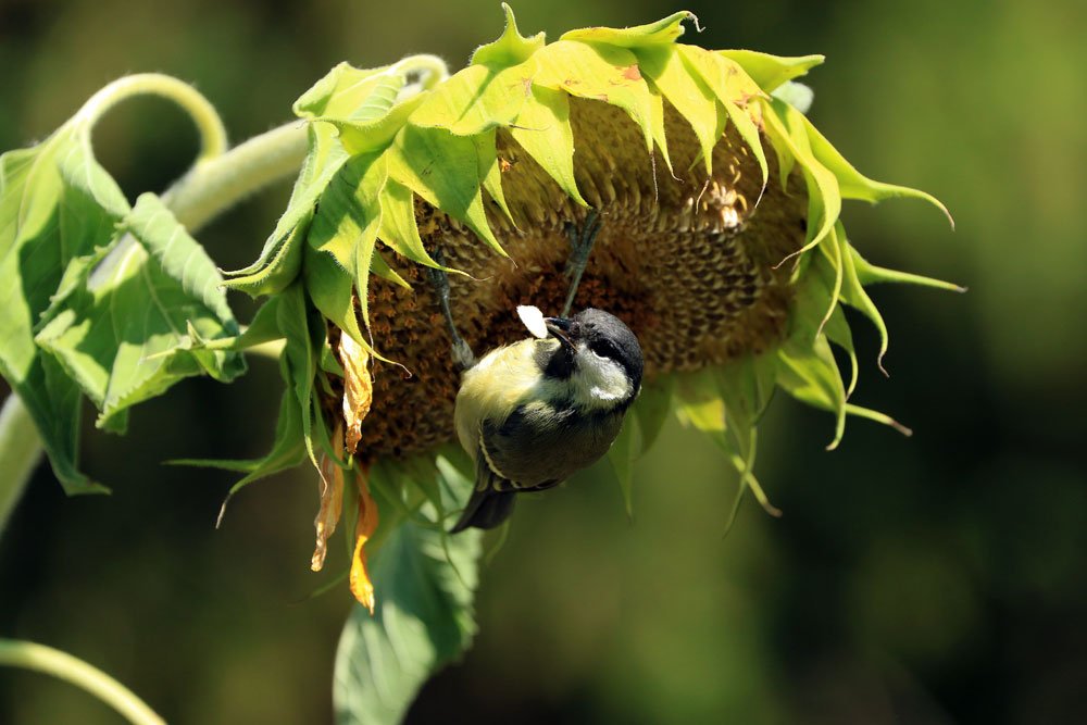 Vogel an Sonnenblume