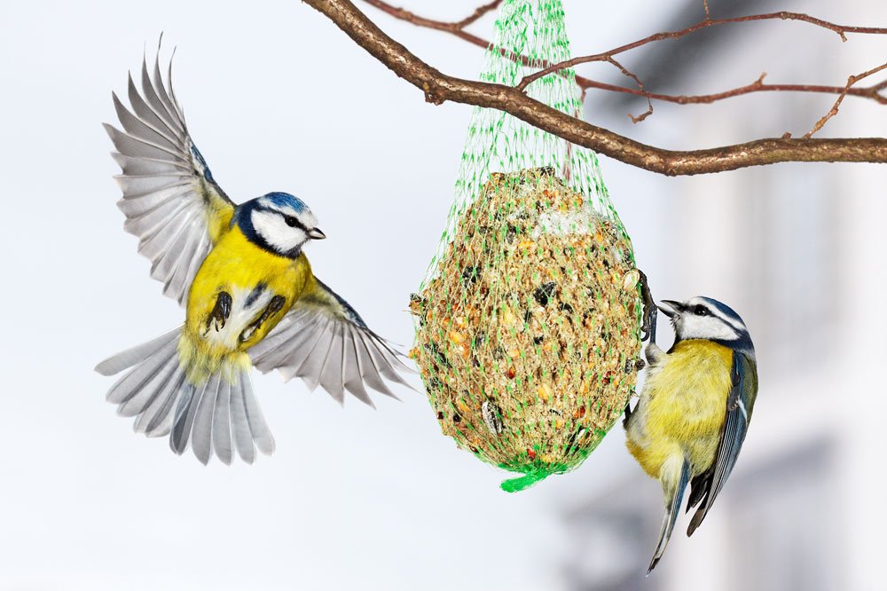 Vögel Meisenknödel