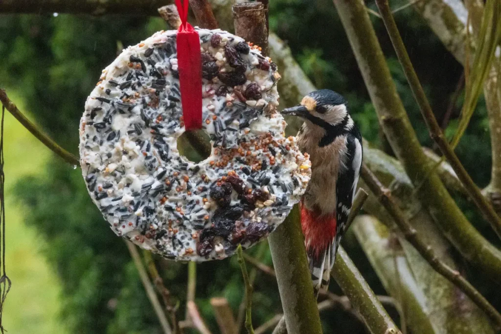 Buntspecht am Vogelfutter Ring im Winter.