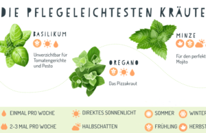 Pflegeleichte Kräuter