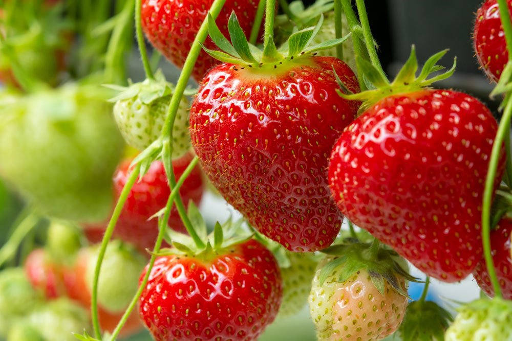 Erdbeeren Pflege