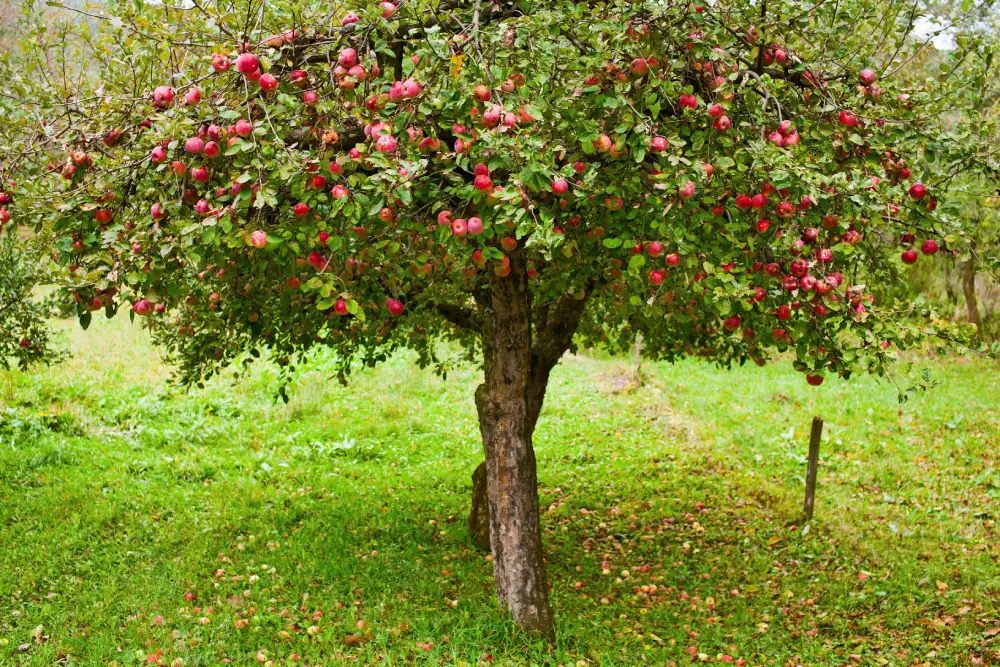 Früchte ausdünnen