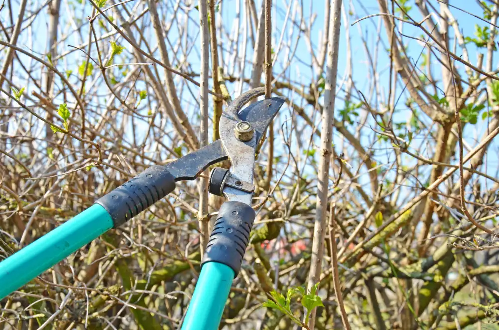 Strauch schneiden Gartenarbeit Februar