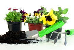 Gartenarbeit im Februar – Teil 2