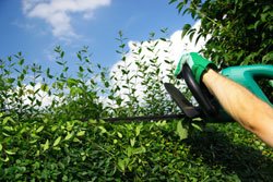 Gartenarbeit im Juni – 5 Aufgaben