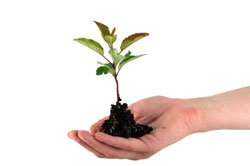 Pflanzen vermehren – 4 Techniken