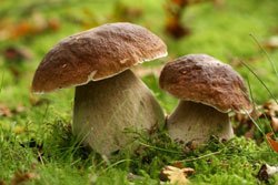 Pilze anbauen – 3 Möglichkeiten
