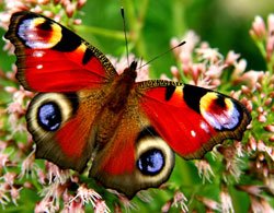 Schmetterlingsgarten anlegen – So wird’s gemacht