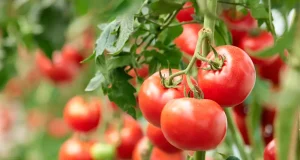 Tomaten pflanzen Jahresplan