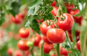 Tomaten pflanzen Jahresplan