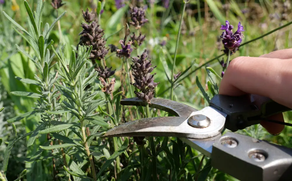 Gartenarbeit Juni