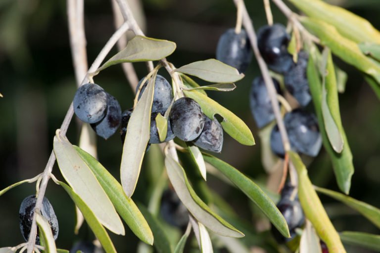 Olivenbaum pflegen – Olivenbäume lieben Sonne