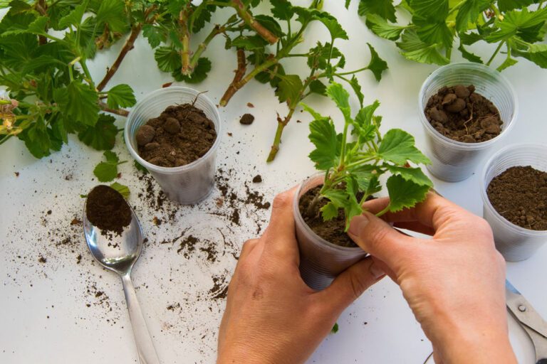 Pflanzen vermehren – 4 Techniken