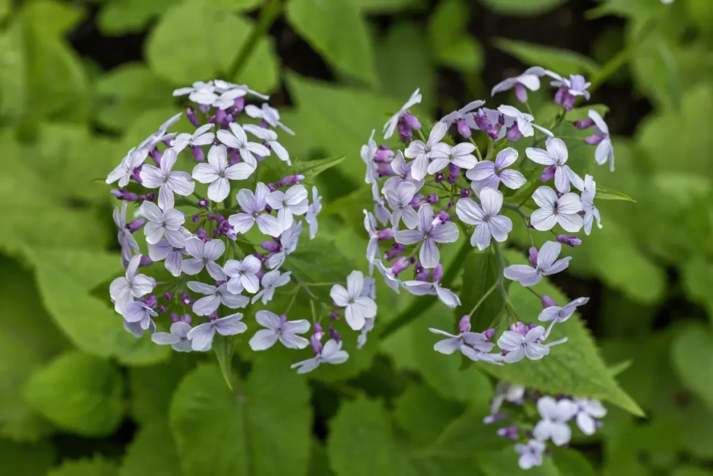 Nahaufnahme der Blüten vom Silberblatt.