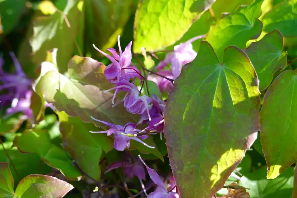 Lila blühende Elfenblume im Beet.