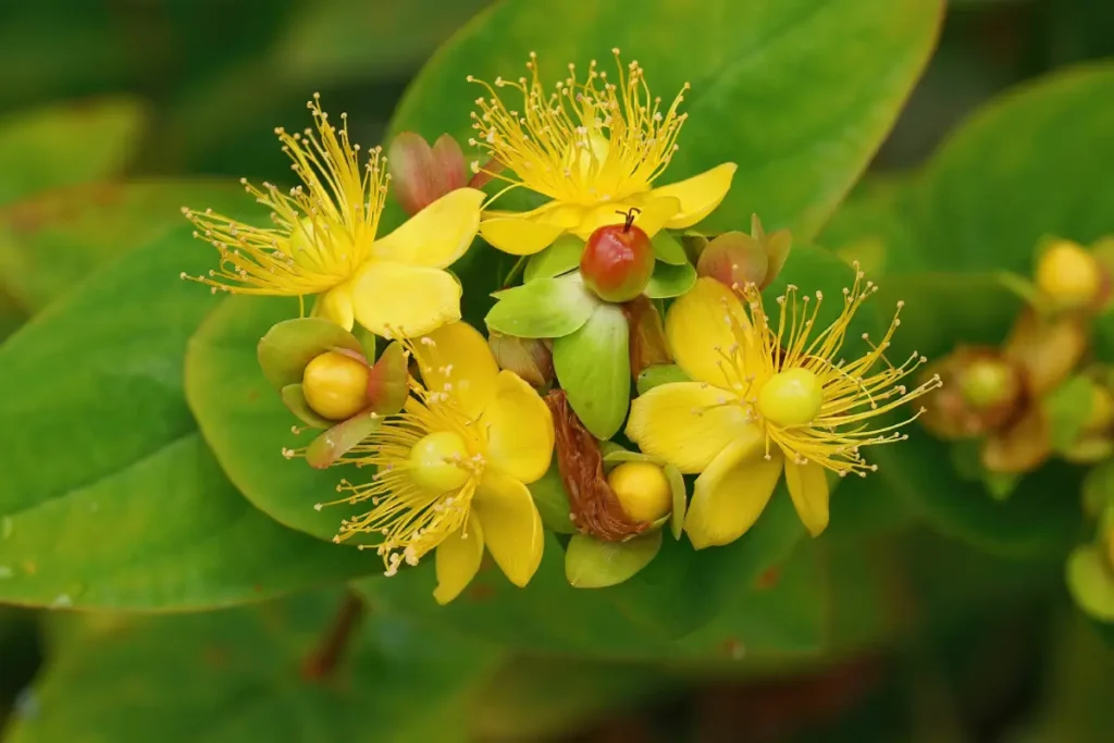 Johanniskraut Mannsblut mit geöffneten gelben Blüten.