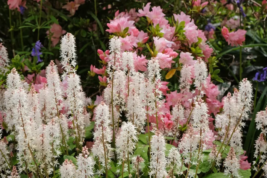 Schaumblüte in weißer Blüte im Beet.