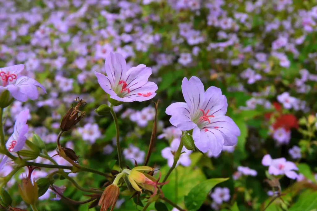 Berg-Storchschnabel mit lila Blüte.