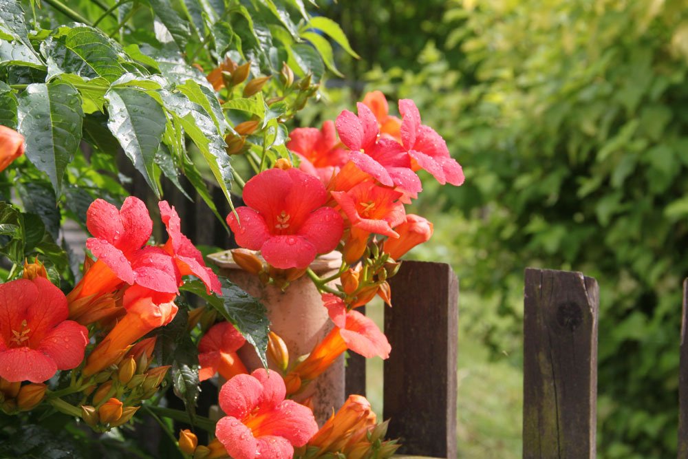 Trompetenblume - © contadora1999 - Fotolia.com