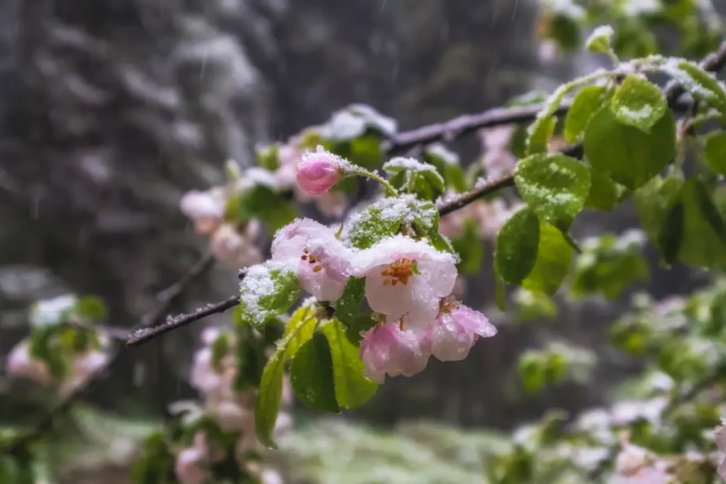Die Eisheiligen haben Frost auf eine Apfelblüte gelegt.