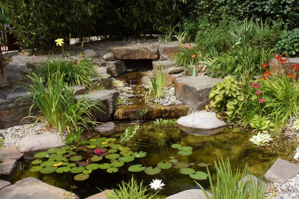 Gartenteich mit Bachlauf bepflanzt mit Seerosen, Fieberklee und Taglilien.