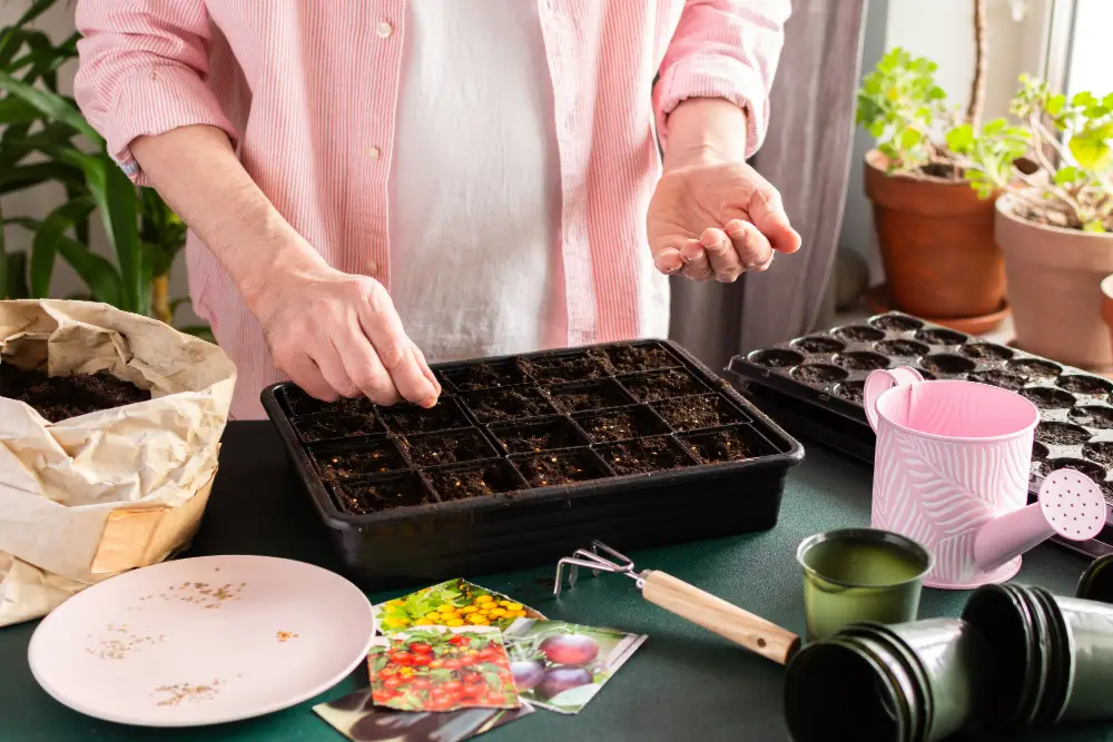 Gemüse säen: Anleitung und Tipps