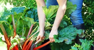 Gemüsegarten im Mai - 5 Aufgaben