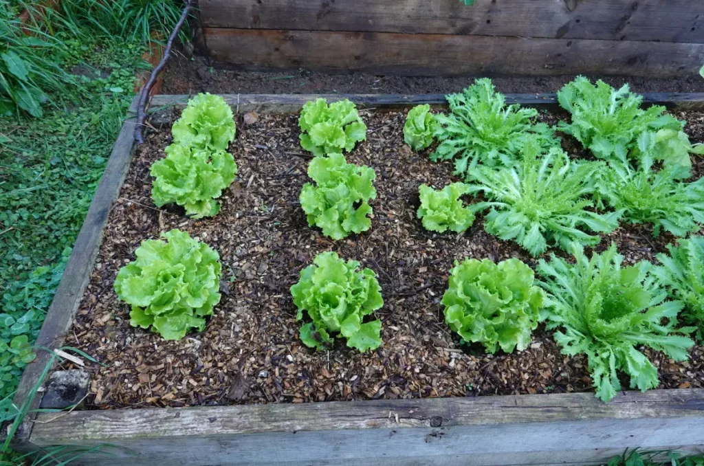 Grüner Endiviensalat im Beet.