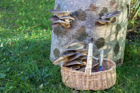 Frisch geerntete Austernpilze im Korb.