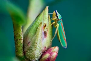 Rhododendronzikade bekämpfen – So wird’s gemacht
