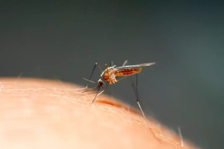 Stechmücken bekämpfen – 3 Tipps
