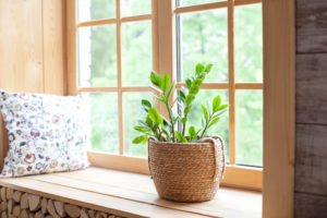 Zamioculcas auf der Fensterbank