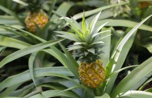 Ananas und Kiwi - Exoten für den eigenen Garten