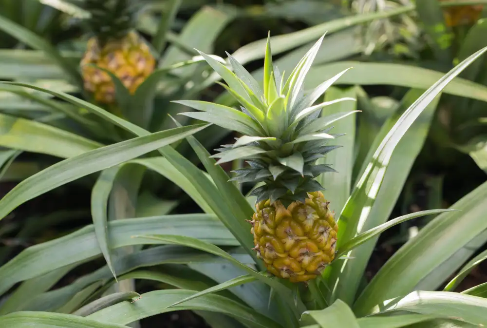Ananas und Kiwi - Exoten für den eigenen Garten