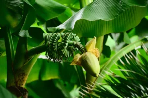 Bananenbaum im Wintergarten