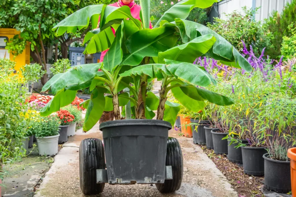 Bananenpflanze im Kübel