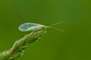 Nützlinge im Garten – Sie brauchen bestimmte Temperaturen Nützlinge im Garten – Sie brauchen bestimmte Temperaturen