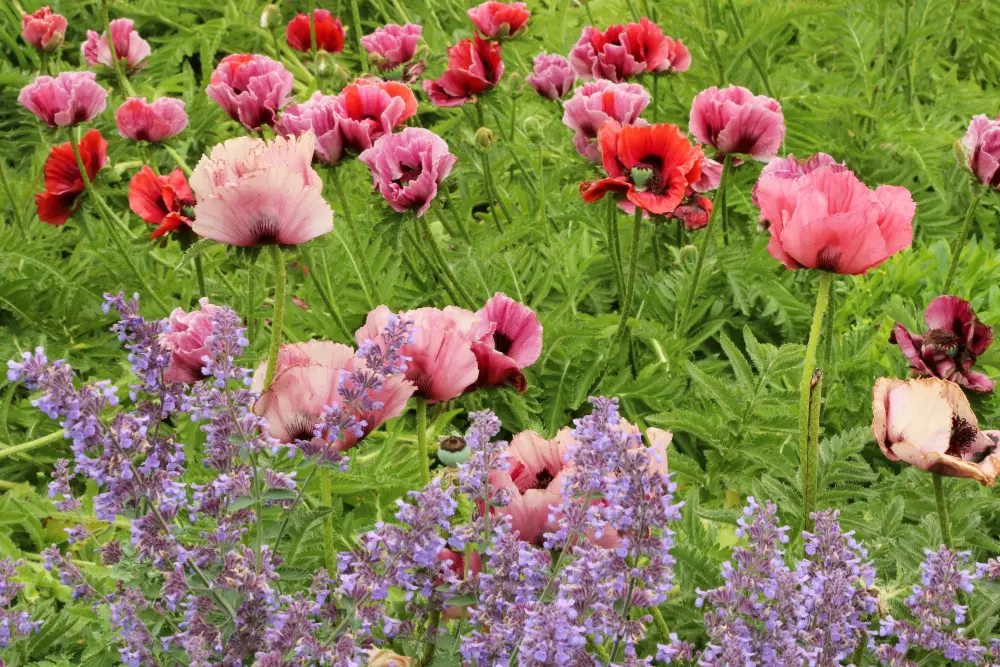 Orientalischer Mohn (Papaver orientale)