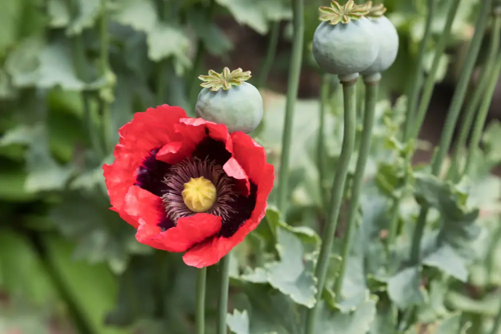 Schlafmohn (Papaver Somniferum)