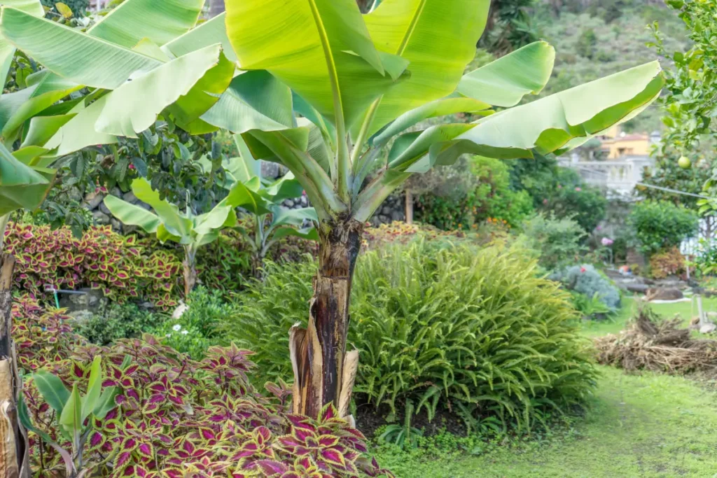 Winterharte Bananenpflanze im Garten