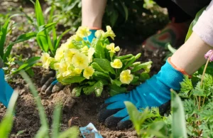 Gartentipps für den Mai