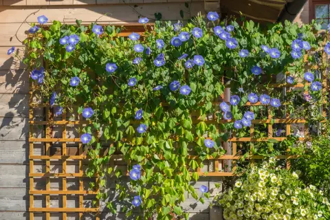 Rankgitter mit leichten Kletterpflanzen, das den Garten in die Höhe erweitert.