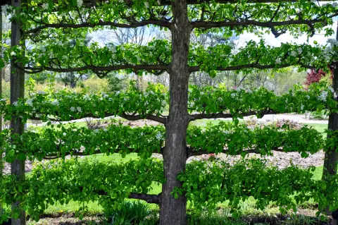 Schlankes Spalierobst als Hecke.