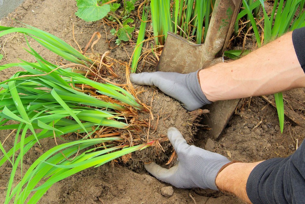 Gartenarbeit September - Stauden teilen