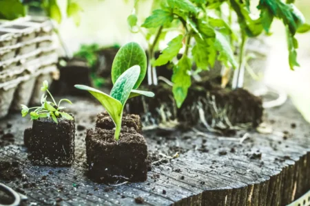 Jungpflanzen, bereit für die Pflanzung im Beet.