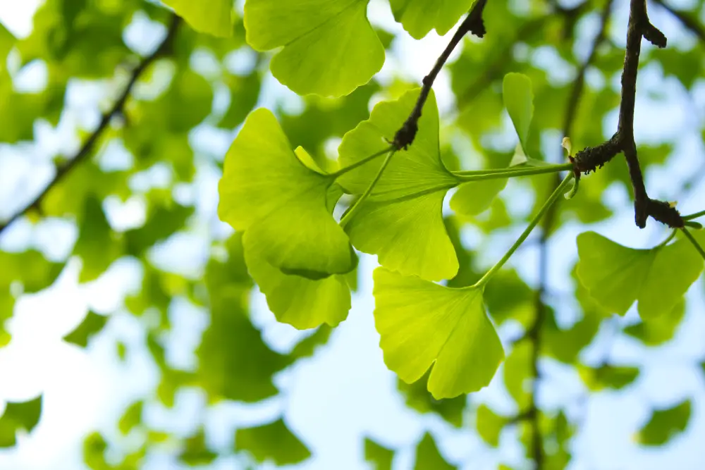 Ginkgo-Baum pflegen – So geht’s