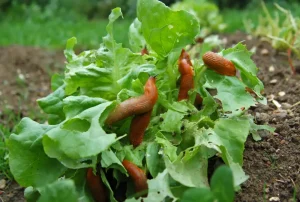 Pflanzen gegen Schnecken – Diese Pflanzen mögen Schnecken nicht